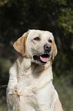 LABRADOR 763